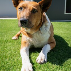 Indie/Australian Kelpie / Australian Cattle Dog/Female/3 Years 7 Months,Hi there, I’m Indie, a 3 year old Kelpie cross gal with a lot of love to give! I’m a sweet girl who thrives on human companionship, but I need a bit of patience while I adjust to a new home. I can get a bit worried about loud and unpredictable noises so a home with kids over 6 would be ideal. I enjoy pats, but I might move away if I’m feeling uncomfortable. I’m also not a fan of apartment living as my high energy needs and need for mental stimulation mean I’d do best with indoor and outdoor access in a more spacious environment. I hope you understand! I would thrive off a household with some routine as I adjust to my new home as this would help me settle into a new environment quicker! As a working breed, I have plenty of energy and need regular mental and physical stimulation to stay happy and healthy. Daily walks, playtime, and engaging activities will be perfect for me. I’m a loving girl who enjoys being around people, and with a bit of patience, I’ll be a wonderful and devoted companion. I also love playing with toys, so lots of toys would be right up my alley in my new home! If I sound like a pawfect companion for you, please come and meet me at the shelter! Lots of love, Indie xx -No children under 6 -Must meet all dogs  -Indoor/outdoor access no apartments -6ft colorbond fencing with secure footings -Someone home more often than not -Free vet consult