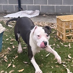 Adopt a dog:Ollie/Staffordshire Bull Terrier/Male/1 Year 3 Months,Hi there! I’m Ollie, a spirited 1 year old Staffy with a heart full of love and energy. I’m a playful, affectionate boy who absolutely adores attention and cuddles, but I do have some quirks that you should know about. I’m quite boisterous, which means I might get a bit wriggly and jumpy when you give me pats, love and attention. I’m learning that it’s okay to move away when I need a break, and I’d really appreciate it if you respect that. I’d prefer to be in a home with no children under 12, as I can become a bit over-excited and need space to calm down when I’ve had enough petting. When it comes to other dogs, I have a tendency to stare at them as I'm still learning what other doggy friends mean. Because of this, I’d need to be the only dog in the household to keep things harmonious. As a Staffy, I’m full of energy and love to play, so I’ll need plenty of mental and physical stimulation to keep me happy and healthy. Regular exercise, engaging toys, and some good old-fashioned fun and training will make my tail wag with joy! Despite my quirks, I’m a sweet boy who thrives on love and positive interactions. If you’re looking for a loyal companion who’ll bring a lot of affection and a bit of excitement into your life, I’m your guy! If I sound like the pawfect boy for you, please come and meet me at the shelter! Lots of love, Ollie xxx -No children under 12 -Must be only dog -Free vet consult