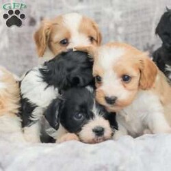 Jeremy/Cavapoo									Puppy/Male	/5 Weeks,Adorable, Playful, and Friendly! These Cavapoo puppies are family raised with lots of love and attention!