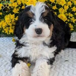 Molly/Mini Bernedoodle									Puppy/Female	/6 Weeks,Hello everyone! Meet our very precious little girl, sweet Molly. She is a beautiful F1 Mini bernadoodle with a beautiful coat of soft wavy hair! Her momma is a beautiful Bernese mountain dog and dad is a Mini poodle. Molly will be between 25 and 35lbs fully grown. She has a super sweet temperament and plays very well with kids! She is sure to make the perfect companion to anyone giving her lots of love!:) she loves to cuddle and give lots of kisses she will be available to her new home on October 1st. She is a very happy and healthy little gal!