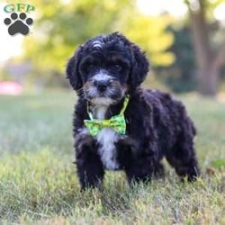 Jude/Bernedoodle									Puppy/Male	/7 Weeks,Meet Jude, the epitome of cuteness in Bernedoodle form! With a soft cuddly coat, his expressive eyes brimming with curiosity, he twinkles with excitement. This darling puppy antic add to his irresistible charm as he prances around with a playful bounce that melts hearts, his button nose twitches with excitement leading him on adventures to discover the wonders of the world around him.  