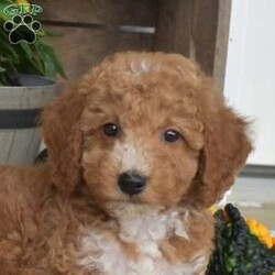 Mason/Mini Goldendoodle									Puppy/Male	/8 Weeks,Mason is the sweetest F1B Miniature Goldendoodle puppy! He loves to play and is socialized and can’t wait to meet you. Mason is being raised by a family with children and he’s ready to get to know his forever family. Vet checked and up to date on shots and de-wormer, this cutie comes home with a health guarantee provided by the breeder. For more information and to schedule your visit, please call Emanuel Stoltzfus today!