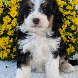 Molly/Mini Bernedoodle									Puppy/Female	/6 Weeks,Hello everyone! Meet our very precious little girl, sweet Molly. She is a beautiful F1 Mini bernadoodle with a beautiful coat of soft wavy hair! Her momma is a beautiful Bernese mountain dog and dad is a Mini poodle. Molly will be between 25 and 35lbs fully grown. She has a super sweet temperament and plays very well with kids! She is sure to make the perfect companion to anyone giving her lots of love!:) she loves to cuddle and give lots of kisses she will be available to her new home on October 1st. She is a very happy and healthy little gal!