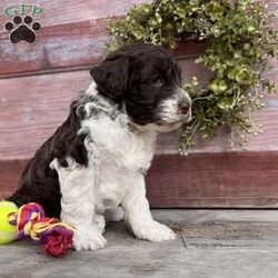 Halo/Portuguese Water Dog									Puppy/Male	/August 13th, 2024,Hi, I’m Halo! I’m just the cutest puppy ever, and I’d love to be yours! I’ll join you in your adventures — camping, swimming, fishing, boating, hiking — you name it. And then I’ll be ready for snuggles and kisses and hugs, and a game of fetch too!