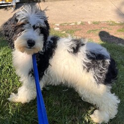 Adopt a dog:Kambucha/Bernedoodle/Female/Baby,hi Kambucha!

This sweet girl is a 3-month-old bernadoodle. She and her siblings came to us when the Lancaster breeder didn't sell them quickly enough. She is 15 lbs. and we are expecting her to be on the medium/bigger size.

The whole group is wonderful! They are friendly, happy and sweet. They love all people and have already mastered the sad puppy eyes when they are trying to get away with puppy mischief or if you give them a bath. They will be wonderful additions to any homes.

She will need to meet any resident dogs.

At this age, puppy classes will be very important so she could grow into the best dog possible.

She come spayed, vaccinated, dewormed, microchipped and 4dx tested. 

**If you are serious about adoption, please fill out the adoption application on our website www.phoenixanimalrescue.com Her adoption fee is $550**

Phoenix Animal Rescue
Chester Springs, PA
Kennel License #5152