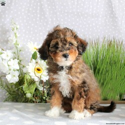 Violet/Mini Bernedoodle									Puppy/Female	/July 20th, 2024,Meet your new BFF, Violet! This endearing Mini Bernedoodle puppy is vet checked & up to date on shots & wormer, plus comes with a health guarantee provided by the breeder. Violet is super sweet & well socialized! If you would like more information on this peppy pup, please contact Gideon Stoltzfus today!