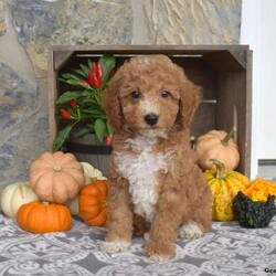 Mason/Mini Goldendoodle									Puppy/Male	/8 Weeks