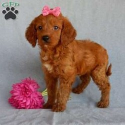 Sunny (medium)/Goldendoodle									Puppy/Female	/7 Weeks,Prepare to fall in love !!! My name is Sunny and I’m the sweetest little F1b medium sized goldendoodle looking for my furever home! One look into my warm, loving eyes and at my silky soft coat and I’ll be sure to have wiggled my way into your heart already! I’m very happy, playful and very kid friendly and I would love to fill your home with all my puppy love!! I am full of personality, and I give amazing puppy kisses! I stand out way above the rest with my beautiful fluffy red coat! I will come to you vet checked, microchipped and up to date on all vaccinations and dewormings . I come with a 1-year guarantee with the option of extending it to a 3-year guarantee and shipping is available and we also include 30 days of pet insurance! My mother is Lulu, our 47# goldendoodle with a heart of gold and my father is Benji, our handsome 30#AKC red moyen poodle! Both of my parents are very sweet and kid friendly which will make me the same and they are available to meet!! I will grow to approx 35-40# and I will be hypoallergenic and nonshedding! Why wait when you know I’m the one for you? Call or text Martha to make me the newest addition to your family and get ready to spend a lifetime of tail wagging fun with me! (7% sales tax on in home pickups)