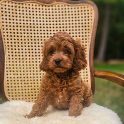 Buzz/Cavapoo									Puppy/Male	/July 9th, 2024,Buzz is a small red cavapoo. He is vet-checked, microchipped and up to date on vaccines and dewormer. He is being potty trained. Full grown weight is 6-8 lb