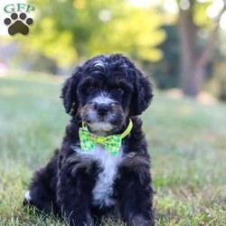 Jude/Bernedoodle									Puppy/Male	/7 Weeks,Meet Jude, the epitome of cuteness in Bernedoodle form! With a soft cuddly coat, his expressive eyes brimming with curiosity, he twinkles with excitement. This darling puppy antic add to his irresistible charm as he prances around with a playful bounce that melts hearts, his button nose twitches with excitement leading him on adventures to discover the wonders of the world around him.  