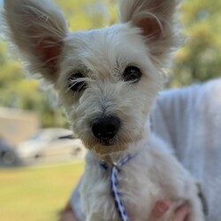 Adopt a dog:Louie/West Highland White Terrier / Westie/Male/Adult,Meet Louie, a 2-year-old West Highland Terrier mix weighing in at 8 pounds. He has a playful spirit and simply adores people, other dogs, and cats. He wears a long white coat that will need to be groomed every few weeks. Despite his independent streak, Louie is a loyal companion who thrives on companionship. His playful, curious nature makes him a delightful pet, and his independent streak means he's content to entertain himself. Adopt Louie and bring home a friend who will keep you entertained, make you laugh, and give you a lifetime of love. (ME, 8/30/24) **It is rare that we know with certainty the ages or mixes that make up our dogs, but we do our best to be as accurate as possible based upon our experience. ** Adoption fee: $395 covers quarantine, shots, worming, medical records, spaying/neutering, microchip, and an Alabama State Health Certificate. Transport, if needed is $160. We consider the transport to be of great importance and, as such, take particular care of the dogs during the trip. We make every effort to arrive with healthy and minimally stressed dogs.