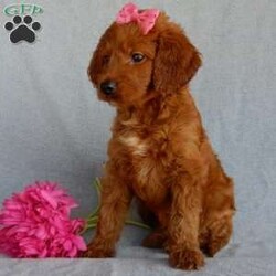 Sunny (medium)/Goldendoodle									Puppy/Female	/7 Weeks,Prepare to fall in love !!! My name is Sunny and I’m the sweetest little F1b medium sized goldendoodle looking for my furever home! One look into my warm, loving eyes and at my silky soft coat and I’ll be sure to have wiggled my way into your heart already! I’m very happy, playful and very kid friendly and I would love to fill your home with all my puppy love!! I am full of personality, and I give amazing puppy kisses! I stand out way above the rest with my beautiful fluffy red coat! I will come to you vet checked, microchipped and up to date on all vaccinations and dewormings . I come with a 1-year guarantee with the option of extending it to a 3-year guarantee and shipping is available and we also include 30 days of pet insurance! My mother is Lulu, our 47# goldendoodle with a heart of gold and my father is Benji, our handsome 30#AKC red moyen poodle! Both of my parents are very sweet and kid friendly which will make me the same and they are available to meet!! I will grow to approx 35-40# and I will be hypoallergenic and nonshedding! Why wait when you know I’m the one for you? Call or text Martha to make me the newest addition to your family and get ready to spend a lifetime of tail wagging fun with me! (7% sales tax on in home pickups)