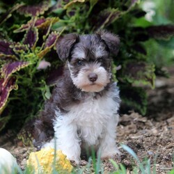 Fran/Miniature Schnauzer									Puppy/Female	/August 2nd, 2024,This is Fran, a wiggly and playful Miniature Schnauzer puppy! She is a sweet little girl who will be your adoring sidekick! Fran is socialized, family raised with children, and ready to make your acquaintance. Vet checked and up to date on shots and de-wormer, this cutie comes home with a health guarantee provided by the breeder. Fran can also be registered with the AKC. Learn more and schedule an appointment to meet Fran by calling Reuben Stoltzfus today!