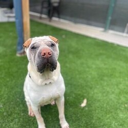 Adopt a dog:Toby/Shar Pei / Labrador Retriever/Male/7 Years 5 Months,Hello there! I’m Toby, an adult Shar-Pei with a big heart and lots of wrinkles. Let me tell you a bit about myself. First things first, I need to be the only dog in the house. Other dogs? Meh, I’m not really interested in them. I’m perfectly happy being your one and only furry companion. You won’t need any other pets when you have me around! I’m a bit head shy, so I need a home without young children. Kids under 15 can be a bit too unpredictable for my taste. I prefer a calmer environment where everyone understands my need for gentle handling and respect. I’m a classic Shar-Pei, and I come with all the wonderful quirks of my breed. This means I need someone with breed knowledge who understands my special needs. My skin rolls need extra care to keep me healthy and comfortable. Regular cleaning and a watchful eye on my skin will keep me looking and feeling my best.I’m a loyal and loving companion, always ready for some quality time with my favourite humans. Whether we’re going for a walk, playing in the yard, or just chilling on the couch, I’m happiest when I’m with you. So, if you’re experienced with Shar-Peis and looking for a loyal, loving, and unique companion, let’s meet! I’m ready to bring lots of love and a few extra wrinkles into your life. Wrinkly hugs and wags, Toby xx Requirements: