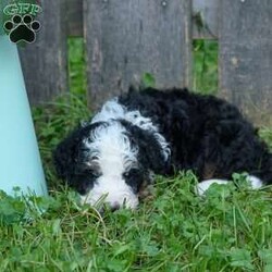 Candy/Mini Bernedoodle									Puppy/Female	/6 Weeks,Candy is a very happy healthy little cuddlebear! She is being raised in great environment, with lots of quality time with both children and adults. She is also being taught the basic fundamentals of leash training, as well as some crate training and leash training.