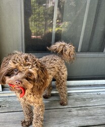 Adopt a dog:Ruby & George/Miniature Poodle/Female/Young,They have to be adopted together. 

Ruby(Female)& George(Male) are Poodle/Yorkie mixes who are just about 1 year old.  Don’t let their cuteness fool you, they are all puppy.  Ruby is 5lbs, outgoing and the leader of the pair. She will greet you and will want to be in your arms becoming your best friend. If there is any mischief going on, there is a good chance Ruby started it.  George is 7lbs and is a little on the shy side. He takes a little longer to warm up to you and relies on Ruby to show him things are ok.  Once George warms up to you, he will give you unconditional love all day and I mean all day.  The home that would be best for Ruby and George is someone who enjoys mischief and puppy antics that come along with this pair.  These pups are always looking to have a good time.  Other pets in the home will need to tolerate Ruby & George giving them love, snuggles and playing and chasing them. They are great with cats and will play with them and steal their toys.  A fenced in yard and older children would be best.    To submit an application online please go to freetobemerescue.org. Please be advised we only process applications within an hour drive of Albany,NY.   Adoption fee $700 for both.