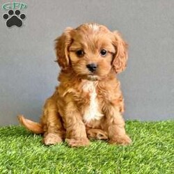 Marigold/Cavapoo									Puppy/Female	/7 Weeks,Hi my name is Marigold! I’m a cuddly cavapoo, that loves to play too! I am family raised and socialized with smaller children. I am current on all my vaccines and de-wormer. I am vet checked, and microchipped. I come with a one year genetic health guarantee. If you have any questions please feel free to call or text Aaron for the quickest response. We can also Facetime. 