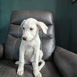 Daisy/Great Pyrenees/Female/Baby Adopt a dog:Daisy/Great Pyrenees/Female/Baby,My name is Daisy and I’m a female 11 week old Great Pyrenees/Lab mix. I am extremely sweet and pretty calm for a puppy! I love people, especially when they give me snuggles. I’m great with kids and other dogs. I’m even good with cats. I’m doing well with potty and crate training too!
Apply to adopt me here: https://form.jotform.com/241117932808154