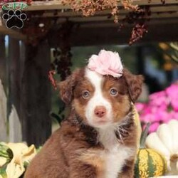 Sally/Miniature Australian Shepherd									Puppy/Female	/7 Weeks,Meet Sally, an adorable and lively AKC Australian Shepherd with a striking coat and bright, intelligent eyes. Her beauty is matched by her confident and cheerful personality, making her truly one-of-a-kind. Her friendly, outgoing nature lights up any room, and her enthusiasm is contagious. She’s growing up surrounded by love and receiving lots of attention, ensuring she’ll adapt smoothly to her new home. Her Mama, Candy is a sweet 18 lb Aussie with a heart of gold, while her dad, Dallas, is a 30 lb adventurous and intelligent Aussie. Sally comes to her new family with a completed vet exam, up-to-date on vaccines and deworming, microchipped, and backed by a one-year genetic health guarantee. AKC registration paperwork is also included. For more information or to schedule a visit, please call us anytime Monday through Saturday. -Wes & Karen Miller