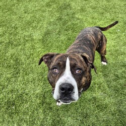 Adopt a dog:Levi/American Staffordshire Terrier/Male/2 Years 7 Months,Hi there, I'm Levi! I'm an American Staffy with a heart full of love. I’m a sweet guy, though I’m looking for an experienced owner who understands my unique needs and quirks. I’m a charming Staffy who adores people once I get to know them. I’ve had some challenges in my past, so I might be a bit wary or excitable at first. My previous experiences mean I can be a bit stressed in new environments, so I need a home where I can feel safe and comfortable. I’m not a fan of being touched too much right away, but with patience and understanding, I’ll warm up to you! I need someone who is knowledgeable about managing typical Staffy excitement, as I can become quite energetic and experience big feelings. I might also show some avoidant behaviours and need a gentle touch to help me feel secure. Due to this, I prefer a quieter home without young kids. I can get quite jumpy during play, and older children who understand how to engage with me calmly will help me feel more at ease. I came into the shelter with other dogs, but I haven’t shown much interest in meeting new ones here. It’s best if I can meet any potential dog buddies before coming home to make sure we’re a good match. I do well with having options, so I’d love a home where I can choose between cosy indoor spots and outdoor spaces. Having different areas to explore and relax will help me feel more comfortable in my new home. Even though I have some quirks, I’m a genuinely sweet dog who loves to show affection in my own way. With the right guidance and a little patience, I’ll be a loyal and loving companion. If you think you’re the right fit for me and can offer a patient, understanding home, I’d love to meet you and see if we’re a match! Please fill out an expression of interest   to give Levi a loving home! Lots of love, Levi xx household restrictions: -Experienced owner -No children under 15 -Must meet all dogs -Indoor/outdoor access -Ongoing training -Free vet consult at adoptio