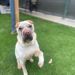 Adopt a dog:Toby/Shar Pei / Labrador Retriever/Male/7 Years 5 Months,Hello there! I’m Toby, an adult Shar-Pei with a big heart and lots of wrinkles. Let me tell you a bit about myself. First things first, I need to be the only dog in the house. Other dogs? Meh, I’m not really interested in them. I’m perfectly happy being your one and only furry companion. You won’t need any other pets when you have me around! I’m a bit head shy, so I need a home without young children. Kids under 15 can be a bit too unpredictable for my taste. I prefer a calmer environment where everyone understands my need for gentle handling and respect. I’m a classic Shar-Pei, and I come with all the wonderful quirks of my breed. This means I need someone with breed knowledge who understands my special needs. My skin rolls need extra care to keep me healthy and comfortable. Regular cleaning and a watchful eye on my skin will keep me looking and feeling my best.I’m a loyal and loving companion, always ready for some quality time with my favourite humans. Whether we’re going for a walk, playing in the yard, or just chilling on the couch, I’m happiest when I’m with you. So, if you’re experienced with Shar-Peis and looking for a loyal, loving, and unique companion, let’s meet! I’m ready to bring lots of love and a few extra wrinkles into your life. Wrinkly hugs and wags, Toby xx Requirements: