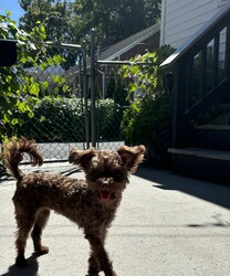 Adopt a dog:Ruby & George/Miniature Poodle/Female/Young,They have to be adopted together. 

Ruby(Female)& George(Male) are Poodle/Yorkie mixes who are just about 1 year old.  Don’t let their cuteness fool you, they are all puppy.  Ruby is 5lbs, outgoing and the leader of the pair. She will greet you and will want to be in your arms becoming your best friend. If there is any mischief going on, there is a good chance Ruby started it.  George is 7lbs and is a little on the shy side. He takes a little longer to warm up to you and relies on Ruby to show him things are ok.  Once George warms up to you, he will give you unconditional love all day and I mean all day.  The home that would be best for Ruby and George is someone who enjoys mischief and puppy antics that come along with this pair.  These pups are always looking to have a good time.  Other pets in the home will need to tolerate Ruby & George giving them love, snuggles and playing and chasing them. They are great with cats and will play with them and steal their toys.  A fenced in yard and older children would be best.    To submit an application online please go to freetobemerescue.org. Please be advised we only process applications within an hour drive of Albany,NY.   Adoption fee $700 for both.