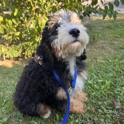 Adopt a dog:Lapsang/Bernedoodle/Male/Baby,hi Lapsang!

This good boy is a 3-month-old bernadoodle. He and his siblings came to us when the Lancaster breeder didn't sell them quickly enough. He is 15 lbs. and we are expecting him to be on the medium/bigger size.

The whole group is wonderful! They are friendly, happy and sweet. They love all people and have already mastered the sad puppy eyes when they are trying to get away with puppy mischief or if you give them a bath. They will be wonderful additions to any homes.

He will need to meet any resident dogs.

At this age, puppy classes will be very important so he could grow into the best dog possible.

He will come neutered, vaccinated, dewormed, microchipped and 4dx tested. 

**If you are serious about adoption, please fill out the adoption application on our website www.phoenixanimalrescue.com His adoption fee is $550**

Phoenix Animal Rescue
Chester Springs, PA
Kennel License #5152