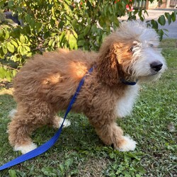 Adopt a dog:Earl Grey/Bernedoodle/Male/Baby,hi Earl Grey!

This good boy is a 3-month-old bernadoodle. He and his siblings came to us when the Lancaster breeder didn't sell them quickly enough. He is 15 lbs. and we are expecting him to be on the medium/bigger size.

The whole group is wonderful! They are friendly, happy and sweet. They love all people and have already mastered the sad puppy eyes when they are trying to get away with puppy mischief or if you give them a bath. They will be wonderful additions to any homes.

He will need to meet any resident dogs.

At this age, puppy classes will be very important so he could grow into the best dog possible.

He will come neutered, vaccinated, dewormed, microchipped and 4dx tested. 

**If you are serious about adoption, please fill out the adoption application on our website www.phoenixanimalrescue.com His adoption fee is $550**

Phoenix Animal Rescue
Chester Springs, PA
Kennel License #5152