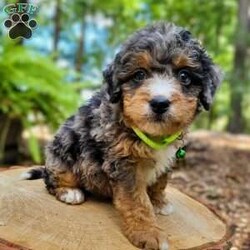 Atlas/Mini Bernedoodle									Puppy/Male	/July 27th, 2024,Beartown Doodles is excited to introduce Atlas from the Galaxy litter. He is a sweet mini bernedoodle puppy raised with lots of love. Atlas would love to have someone to be his furever companion. Mama Molly did an amazing job raising this litter, she is a 30lb mini bernedoodle who is very loving and affectionate. Enzo (Dad) is a beautiful blue merle   mini bernedoodle. Both parents are genetic health tested giving you peace of mind that you will be getting a healthy puppy.