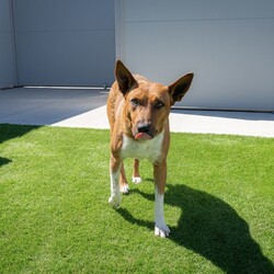 Indie/Australian Kelpie / Australian Cattle Dog/Female/3 Years 7 Months,Hi there, I’m Indie, a 3 year old Kelpie cross gal with a lot of love to give! I’m a sweet girl who thrives on human companionship, but I need a bit of patience while I adjust to a new home. I can get a bit worried about loud and unpredictable noises so a home with kids over 6 would be ideal. I enjoy pats, but I might move away if I’m feeling uncomfortable. I’m also not a fan of apartment living as my high energy needs and need for mental stimulation mean I’d do best with indoor and outdoor access in a more spacious environment. I hope you understand! I would thrive off a household with some routine as I adjust to my new home as this would help me settle into a new environment quicker! As a working breed, I have plenty of energy and need regular mental and physical stimulation to stay happy and healthy. Daily walks, playtime, and engaging activities will be perfect for me. I’m a loving girl who enjoys being around people, and with a bit of patience, I’ll be a wonderful and devoted companion. I also love playing with toys, so lots of toys would be right up my alley in my new home! If I sound like a pawfect companion for you, please come and meet me at the shelter! Lots of love, Indie xx -No children under 6 -Must meet all dogs  -Indoor/outdoor access no apartments -6ft colorbond fencing with secure footings -Someone home more often than not -Free vet consult