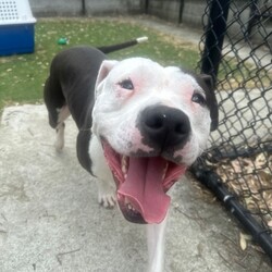 Adopt a dog:Ollie/Staffordshire Bull Terrier/Male/1 Year 3 Months,Hi there! I’m Ollie, a spirited 1 year old Staffy with a heart full of love and energy. I’m a playful, affectionate boy who absolutely adores attention and cuddles, but I do have some quirks that you should know about. I’m quite boisterous, which means I might get a bit wriggly and jumpy when you give me pats, love and attention. I’m learning that it’s okay to move away when I need a break, and I’d really appreciate it if you respect that. I’d prefer to be in a home with no children under 12, as I can become a bit over-excited and need space to calm down when I’ve had enough petting. When it comes to other dogs, I have a tendency to stare at them as I'm still learning what other doggy friends mean. Because of this, I’d need to be the only dog in the household to keep things harmonious. As a Staffy, I’m full of energy and love to play, so I’ll need plenty of mental and physical stimulation to keep me happy and healthy. Regular exercise, engaging toys, and some good old-fashioned fun and training will make my tail wag with joy! Despite my quirks, I’m a sweet boy who thrives on love and positive interactions. If you’re looking for a loyal companion who’ll bring a lot of affection and a bit of excitement into your life, I’m your guy! If I sound like the pawfect boy for you, please come and meet me at the shelter! Lots of love, Ollie xxx -No children under 12 -Must be only dog -Free vet consult