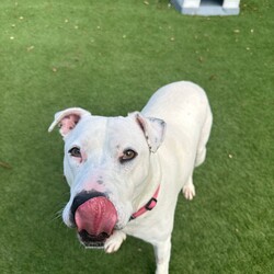 Adopt a dog:Snow/Staffordshire Bull Terrier/Female/5 Years,Hiya my name is Snow! Yes, how ironic that I'm white! I am a beautiful girl on the lookout for my furrever home, could that be with you (on your couch?) keep reading to find out! I am a sweet girl who would love a home where I can bask in the sun (but not too much because I might get sunburnt!) or snuggle up on the couch with you and keep you warm! I can become uncomfortable with lots of handling and would need a home with more mature humans who can understand this and work a little with my confidence! I would also love a home with no other doggies please! I don't particularly love sharing my space with other dogs so I would love to be an only doggo in the home please! I do get quite frustrated with dogs when they get too close to me so I would need an owner who understands when taking me on walks that I don't like going to dog parks or anywhere with lots of doggos around, I just don't enjoy their company. BUT I promise I can give you the love of a house full of puppies can!! I am just a precious gal who wants a home to call my own! If you feel like I could be your pawfect companion, please bring the whole family or whoever it is that lives with you! I want to meet everyone I get to sniff in the home so make sure everyone loves me as much as I will love them! Lots of licks, Snow xx Household restrictions: