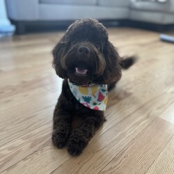 me/Cockapoo/Female/Young