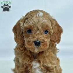 Maple/Cavapoo									Puppy/Male	/6 Weeks,Pumpkin patch, hayrides, fresh cider, and a frisky puppy! Are you missing the frisky puppy? Don’t keep looking! This one is waiting for you! He is socialized with children and raised in a loving family. He is microchipped, up to date on vaccinations, vet checked, comes with a 30 day health guarantee and a 2 year health guarantee. No need to buy accessories because he also comes with a small bag of dog food, collar, leash, toy, and scent towel! Any questions? Feel free to call or email today! Puppies can be held with a down payment. 