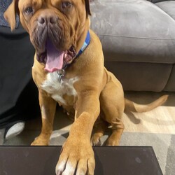 Adopt a dog:Bonnie/Dogue de Bordeaux/Female/8 Years 3 Months,Hey there! I'm Bonnie, an 8-year-old Dogue de Bordeaux with a whole lot of sass and a heart of gold. So, let’s get this out of the way—I’m a big girl. Like, really big. I’m basically a small horse with a lot more drool. I need to be the only dog in the house. Other dogs? Meh, not my thing. I get a bit uncomfortable when they get too close. I need a human who’s a pro at handling large breeds and can manage me when out on walks. Kids? Sure, I can handle them. I’ve tolerated all sorts of handling, but we definitely need to meet first. Gotta make sure the kids know how to treat a regal lady like myself with the respect I deserve. Plus, I need to make sure they’re cool with my epic cuddling sessions and occasional slobber showers. Indoor and outdoor access is a must for me. I’m not an apartment kind of gal. Can you imagine me trying to squeeze into a tiny elevator? Hilarious, but not practical. I need a yard to roam and a comfy spot indoors to chill. So, if you’re an experienced dog owner who loves big, slobbery kisses and has a penchant for managing majestic beasts like myself, let’s meet up. I promise to bring lots of love, laughs, and, of course, drool to your life! I am currently hanging out in a lovely foster home while I wait for my new family.  Paws and snuggles, Bonnie Requirements: