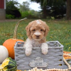 Sprout/Miniature Poodle Mix									Puppy/Male	/August 6th, 2024,Meet Sprout, a cheerful Miniature Poodle Mix puppy that is being family raised with children and is socialized. This cute and cuddly pooch is vet checked and up to date on shots & wormer plus the breeder provides a 30 day health guarantee for him. To learn more about this very friendly fella, call the breeder today!