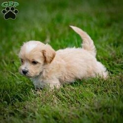 Clyde/Maltipoo									Puppy/Male	/July 17th, 2024,Clyde is a delightful male Maltipoo puppy with a tan and white coat, looking for his forever home! As a mix between a Maltese and a Toy Poodle, Clyde combines the best of both breeds – a charming personality, known for being affectionate, intelligent, and playful, along with a non-shedding, hypoallergenic coat. Maltipoos are excellent companions, making them perfect for families, singles, or seniors alike.