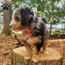 Nova/Mini Bernedoodle									Puppy/Female	/July 27th, 2024,Meet Nova! She is the sweetest girl with a mild temperament.  Nova has a loving personality and has plenty of kisses for everyone. Would you like to have Nova be a part of your furever family? 