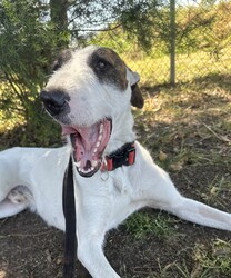 Adopt a dog:Harlo/Irish Wolfhound/Male/1 Year 2 Months,Hey there, my name is Harlo, and I am a sweet young wolfhoundX that is now on the lookout for my very own family! I would love to have a home that allows me both indoor and outdoor access, I can still learn indoor spaces but am gaining confident each day, I would love to be able to snuggle up on the couch with you of a night and have a nice secure backyard for me to spend the day playing and basking in the sun. I will need to meet all family prior to coming home, I can be a bit shy of new people but with some time and patience I warm up and love to play with you. Older children would be better so they can give me some time to settle in and adjust prior to asking too much of me, plus I am a larger boy who doesn't understand the power of my tail at times. I have meet some dogs here at the shelter and I am currently too overwhelmed to meet them appropriately, due to this I will need to be the only dog in the home. Working on my sociability is something we can do once I decompress form shelter life, we will just have to do it slowly and with known social dogs. Due to my breed, I find smaller animals very interesting and want to chase them, I will need to go to a home without smaller animals such as cats. chickens and rabbits. Requirements: -Must meet all family – No children under 12 -Only animal -Outdoor access If you think I could be the handsome man for you and your family, please head into the shelter today to say hi to me and have a play!! Love Harlo