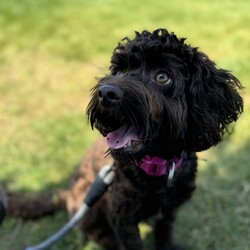 Adopt a dog:me/Cockapoo/Female/Young,COURTESY POSTING! If interested, please contact owner at:  nikea443@gmail.com
Nova is a one year old, 14 pound very energetic and friendly cockapoo pup who loves to be close to her people—she’ll follow you around like a shadow! While she has a hyper personality, she’s also affectionate and sociable with everyone she meets. She does have some selective hearing and can be a little anxious and nippy at times, but she’s been improving. I would love for her to go to a home with energetic adults who live an active lifestyle. Nova has a lot of energy and would thrive in an environment where she can run, play, and stay engaged. Additionally, she would benefit from some extra training to help her channel her enthusiasm and further improve her manners. She would do well as the only dog in the home and one with a fenced in yard. Nova is spayed and up-to-date on her vet care. She is located in the Metro Boston area and a rehoming fee is required, which will be donated to a charity. If interested or have any questions, please contact owner at: nikea443@gmail.com