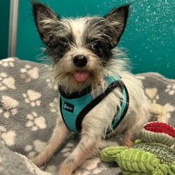 Adopt a dog:Chiclet/Chihuahua/Female/Adult,Ready to welcome a new little cutie into your life? My name is Chiclet and I am a 5.4 pound, 3 year old female Chihuahua/Terrier mix looking for my forever home. I am a bashful little gal and may always be more on the shy side, however I don't have a mean bone in my body and will let you scoop me up right away. I love to be by your side and get snuggles! My favorite activities include being held, burrowing in my comfy bed, hanging out around my doggy friends, and going for short walks. Since I am such a scared little pup, at this time I am considered a flight risk and will need to be supervised when doors are open and when I'm in a fenced in yard. I am a laid back pooch and would do best in a home with someone who is in a more quiet environment, and where there isn't a ton of activity going on all of the time. The staff here describes me as adorable, loving, quiet, shy, easy-going, friendly, snuggly, and best of all... lovable! I get along well with other dogs, however I have not yet been tested around cats or kids at this time. Chiclet will be available for adoption during our Open Adoption Hours, Friday through Sunday, 11am to 4pm. No appointments taken. Walk in only. Please see our Adoption FAQs link below for information on our adoption process. Thank you! https://hslwr.org/adoption-faqs. I am taking applications at this time, however I CANNOT get adopted until after my spay surgery on 9/30.


