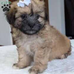 Kayla/Teddy Bear									Puppy/Female	/6 Weeks,Hello everyone! Meet our precious little gal, Miss kayla. She is a beautiful teddy bear puppy with a beautiful coat of soft wavy hair! Her mom is a Bichon and dad is a Shihtzu. Kayla will be between 10 and 15lbs fully grown. And she has very minimal shedding. She has a very sweet temperament, is playful and does super well around kids! She is very cuddly and loves giving kisses as well! She will be available to her new home on Oct 10th. She is a very happy and healthy little one!