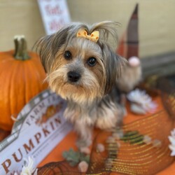 Adopt a dog:Daisy Mae/Yorkshire Terrier/Female/Young,PLEASE READ! THIS IS A COURTESTY POST, CONTACT DEBBIE AT 209-607-7464 OR EMAIL  deb0625@yahoo.com DAISY MAE IS BEING FOSTERED IN SONORA.

Meet Daisy Mae

She is a 1 1/2-year-old 8-pound Yorkie. She is sweet as can be but a little timid with quick movements due to being traumatized by a young child. She loves toys and loves to play with other friendly dogs. She loves being by her person. She is pee pad trained and doing so much better going potty outside with the others. NO CATS OR SMALL CHILDREN FOR DAISY MAE. 
An ideal home would be one that loves the Yorkie breed and has another small dog so Daisy Mae can have a playmate, but it’s not a deal breaker if you don’t. A home that is calm but the applicant is still an active person or an active family that will take her on outings to get her more comfortable with the world if that makes sense. Must have an established veterinarian and groomer. Daisy Mae is chipped and vaccinated and will be spayed on October 2nd. She is being fostered in Sonora. Serious inquiries only please. 
Text or email for an application to deb0625@yahoo.com or 209-607-7464
- [x] Screening 
- [x] Home check
- [x] Must have established veterinarian 
- [x] Must have established groomer
- [x] Must have secured fenced yard 
- [x] Adoption fee of $400 applie