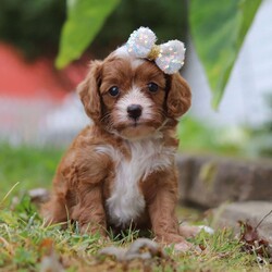 Mindy/Cavapoo									Puppy/Female	/5 Weeks,Meet Mindy, an adorable Cavapoo who is sure to capture your heart with her sweet nature and playful spirit! With her soft, wavy coat and soulful eyes, this little lady is the perfect blend of her poodle dad, Chester, who brings gentle affection, and her Cavalier mom, Tinko, who adds intelligence and energy to the mix. Tinko weighs 12 lbs. 