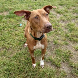 Adopt a dog:Tiana/Staffordshire Bull Terrier / Australian Kelpie/Female/2 Years 1 Month,Hi my name is Tiana and it is so nice to meet you and introduce myself!! I am a sweet lady on the lookout for my very own family to explore the world with. I am the type of girl that would be up to adventures with my new family, things like hiking, beaches or camping are right up my ally and I would love to experience them with you. I will need slightly older kids in the home as loud noises and sudden movements can cause me to startle but in a known place with people I trust I settle well. I would love to have indoor and outdoor access in the home, so that I can have the best of both worlds and come and find my humans for a snug any time I feel the need. I have meet some dogs here at the shelter and haven't minded their company, if you have another doggy at home make sure to bring them to so we can make sure that we are the perfect fit. Requirements: If you think I could be the girl for you, head into the shelter today and ask to meet me!! Love and kisses, Tiana