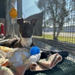 David/American Staffordshire Terrier/Male/1 Year 4 Months,*Please call the shelter if you want too meet me! As i am in a foster home, until my furever family comes along* Hi there my name is David but my friends call me Dave, I am now on the lookout for my very own family and I am hoping that may be you!! I have just recently undergone surgery and lost one of my front legs but as you can see that has not slowed me down. I recently went to the beach for the first time and had a blast chasing and eating the waves. I do get tried so my outings will have to be smaller than other dogs but I would still love to experience everything the world has to offer.  I will need a home that has no stairs and a flat backyard so that I don't put too much stress on my other legs getting around each day. A nice secure backyard is also a must for me so that I can rest and relax while I am alone. When I need to be left alone enrichment is the key to my heart, I love toys and food enrichment, so things like a kong, treasure hunts or mystery boxes are great to keep me entertained while you have to go to work.  I will need older children in the home just so they can understand that I may need some time to settle, loud play and sudden movements can be a lot of me as well. I will also need to be the only dog in the home, I have meet some dogs here at the shelter and I am unsure how to interact with them and feel more comfortable to make distance, for this reason off lead areas are not for me either. Requirements: If you think I could be the boy for you, please call the shelter today and ask to say hi!! Love, Dave xoxo