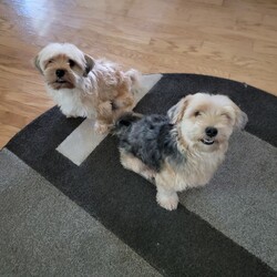 Adopt a dog:Coco & Leo/Morkie/Male/Adult,Leo (blonde) and Coco (w/black) are 4-year-old Morkies weighing 11 and 13 pounds. They are very sweet boys who are well-behaved, smart, and crate-trained. They love to play with each other, go on walks, and cuddle on their favorite human's lap or next to them on the sofa. They are looking for their furever home, ideally together, where they will get the love and attention they deserve.