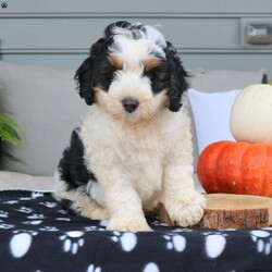 Alex/Mini Bernedoodle									Puppy/Male	/7 Weeks,Alex is a stunning Mini Bernedoodle with the sweetest, playful personality. His hair is so soft and fluffy and has the cutest brown eye brows. He would make the best cuddling buddy! Alex is played with daily by my 3 year old and does so well with younger children. He is intelligent and always go potty outside. Alex is vet checked, dewormed, vaccinated, and comes with a one year genetic health guarantee. To meet this loveable fluffball call or text Casondra today.