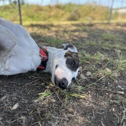 Adopt a dog:Harlo/Irish Wolfhound/Male/1 Year 2 Months,Hey there, my name is Harlo, and I am a sweet young wolfhoundX that is now on the lookout for my very own family! I would love to have a home that allows me both indoor and outdoor access, I can still learn indoor spaces but am gaining confident each day, I would love to be able to snuggle up on the couch with you of a night and have a nice secure backyard for me to spend the day playing and basking in the sun. I will need to meet all family prior to coming home, I can be a bit shy of new people but with some time and patience I warm up and love to play with you. Older children would be better so they can give me some time to settle in and adjust prior to asking too much of me, plus I am a larger boy who doesn't understand the power of my tail at times. I have meet some dogs here at the shelter and I am currently too overwhelmed to meet them appropriately, due to this I will need to be the only dog in the home. Working on my sociability is something we can do once I decompress form shelter life, we will just have to do it slowly and with known social dogs. Due to my breed, I find smaller animals very interesting and want to chase them, I will need to go to a home without smaller animals such as cats. chickens and rabbits. Requirements: -Must meet all family – No children under 12 -Only animal -Outdoor access If you think I could be the handsome man for you and your family, please head into the shelter today to say hi to me and have a play!! Love Harlo