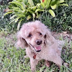 Adopt a dog:Ginger Spice/Poodle/Female/Senior,Meet Ginger Spice! This 15-lb Poodle is 13 years old. Ginger Spice will tell you what she wants, what she really, really wants: a wonderful forever family whose love will never end.


	General Behavior: Ginger Spice is a beautiful, delightful, loyal companion. Ginger Spice says, Thank you very much, I need somebody with the human touch: she wants to be in your lap all the time (although if no lap is available, she will accept a spot on sofa). She would be perfect for a couch potato who appreciates constant companionship. She can also be athletic: she loves to spend time outside and enjoys walks. Either way, this sweet. sweet lover will spice up your life and let you know you are needed.
	Likes & Dislikes: Ginger Spice loves running and roaming in the yard. She likes to explore the bushes and half-heartedly chases the lizards.
	Training: Ginger Spice is a polite little lady! She is housetrained if let out regularly, she walks well on a leash, she is a well-behaved passenger in the car, and she generally has good basic manners. She is very smart and learns her limits quickly.
	Medical: Ginger Spice is a healthy girl. She just needs her flea and heartworm preventative, like any dog.
	Other Animals: Ginger Spice is good with other small dogs and even cats!
	Children: Gentle, patient Ginger is good with children of all ages.
	Home: Ginger Spice would do okay in an apartment or town home because she is quiet, but would definitely require outdoor time.
	Grooming: As a Poodle, Ginger Spice will require regular brushing plus professional grooming about every 6-8 weeks.
	Overall: Ginger Spice will be a wonderful, cuddly companion for a lucky family who can give her all the adoration she deserves.


Do you wannabe this affectionate, adventurous, playful gal's forever family? Then visit our website www.PoodleandPoochRescue.org where you will find the application to adopt. You'll be put in contact with the foster family for more information if it's a potential match. She is up to date on vaccines, heartworm negative, microchipped, and spayed, and she has just had her teeth cleaned. Her adoption donation is $200.